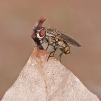 Leucophora personata
